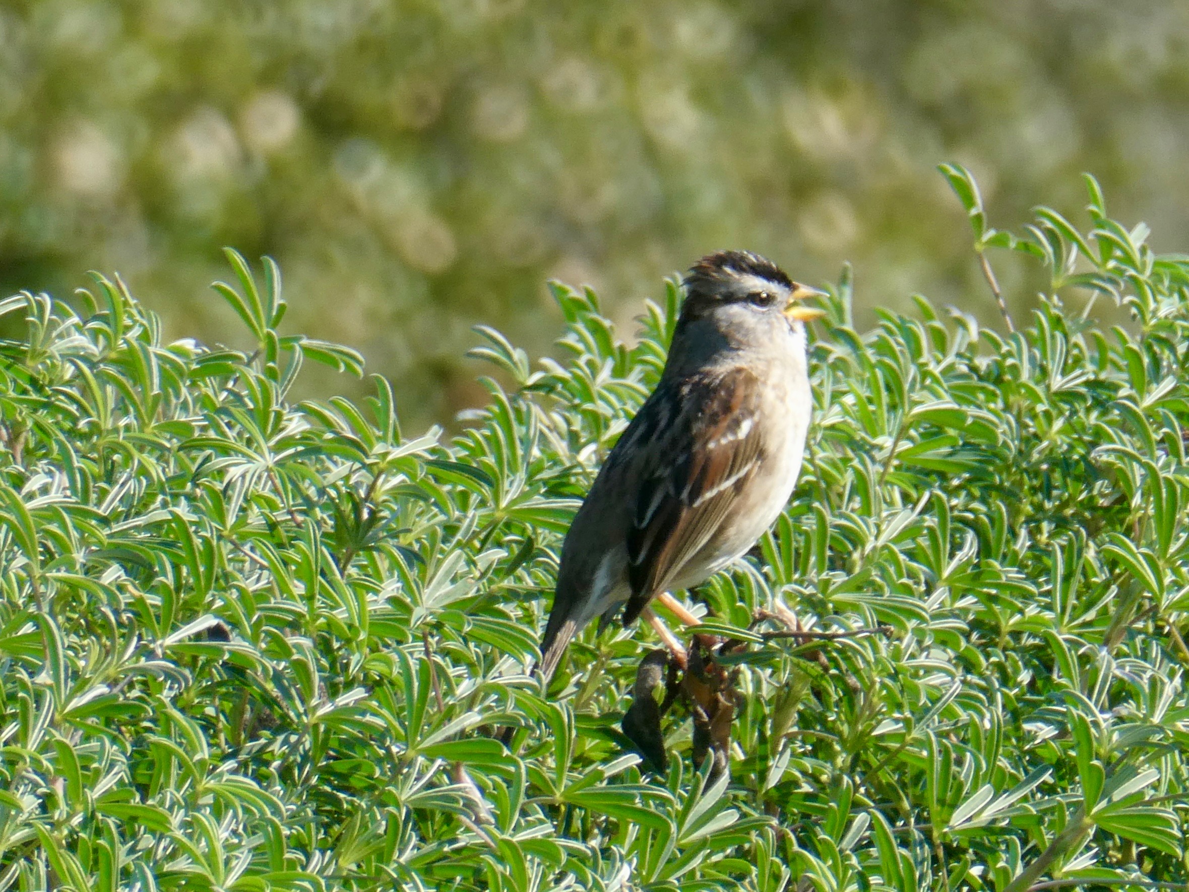 Singing white crowned sparrow being cute